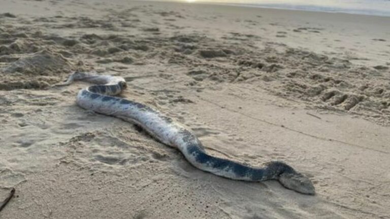 Big Sea Snake: తప్పిపోయిన సముద్రపు పాము.. పట్టుకోవడానికి అస్సలు ప్రయత్నించవద్దు!