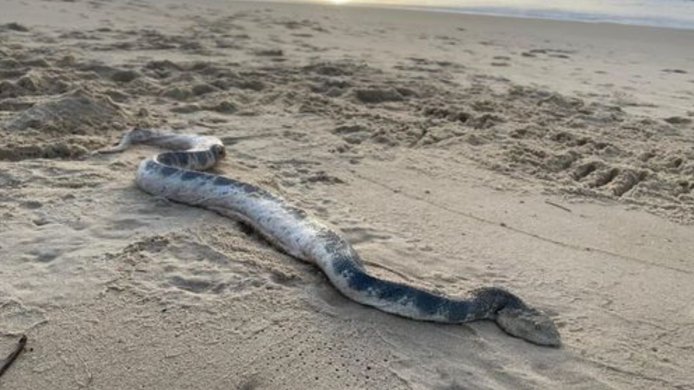 Big Sea Snake: తప్పిపోయిన సముద్రపు పాము.. పట్టుకోవడానికి అస్సలు ప్రయత్నించవద్దు!