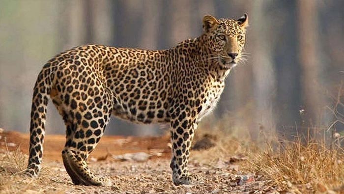 Cheetah Died: కూనో పార్కులో మరో  చీతా మృతి.. 4 నెలల్లో  8వ ఘటన