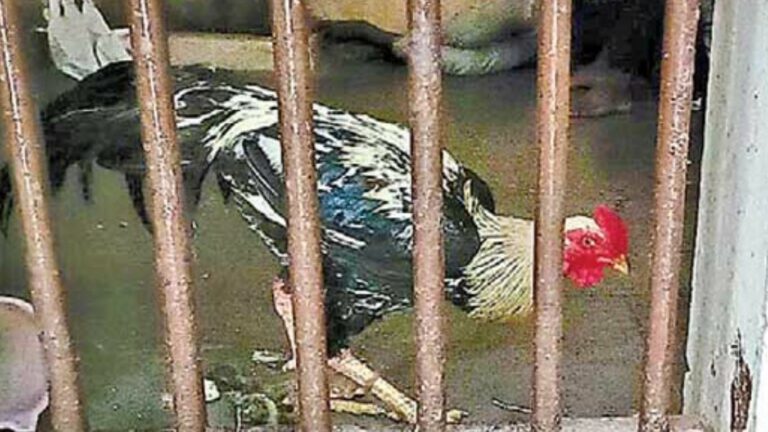 Cock in Lockup: రెండు రోజులుగా లాకప్‌లో కోడిపుంజు.. ఏం నేరం చేసిందో తెలుసా?