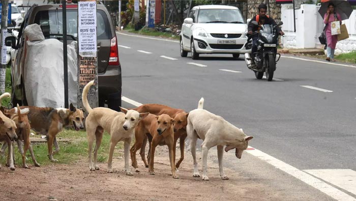 Street Dogs: కేరళలో రెచ్చిపోయిన వీధి కుక్కలు.. స్కూల్స్ కి సెలవులిచ్చిన అధికారులు