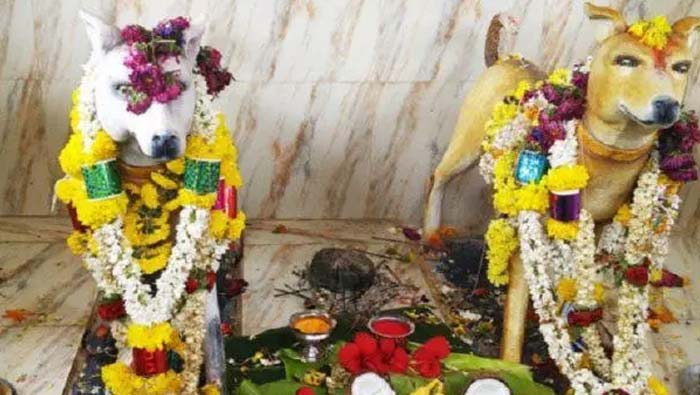 Dogs Temple:   కుక్కలకు ప్రత్యేక గుడి.. ఎక్కడో తెలుసా?