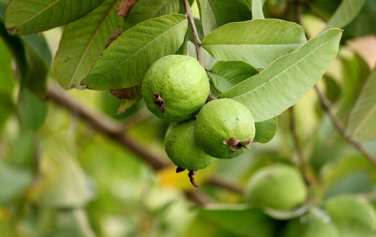 Pest Control Tips In Guava: జామలో తెగుళ్ల నివారణ చర్యలు..