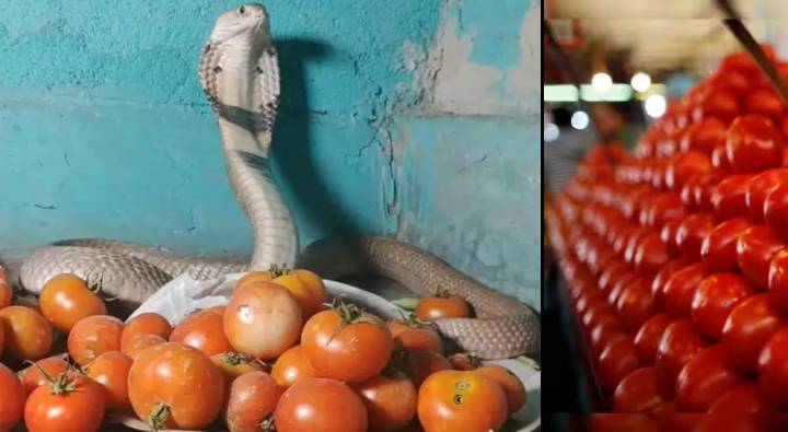 Snake: టమాటాలకు కాపలాగా స్నేక్ రాజా.. ట్రెండ్ మారింది గురూ