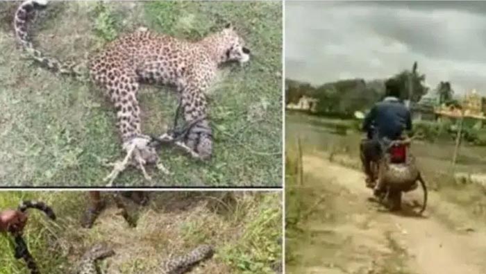 Leopard:  చిరుతను తాడుతో బైకుకు కట్టి..  ఫారెస్ట్‌ ఆఫీసుకు తీసుకెళ్లిన రైతు