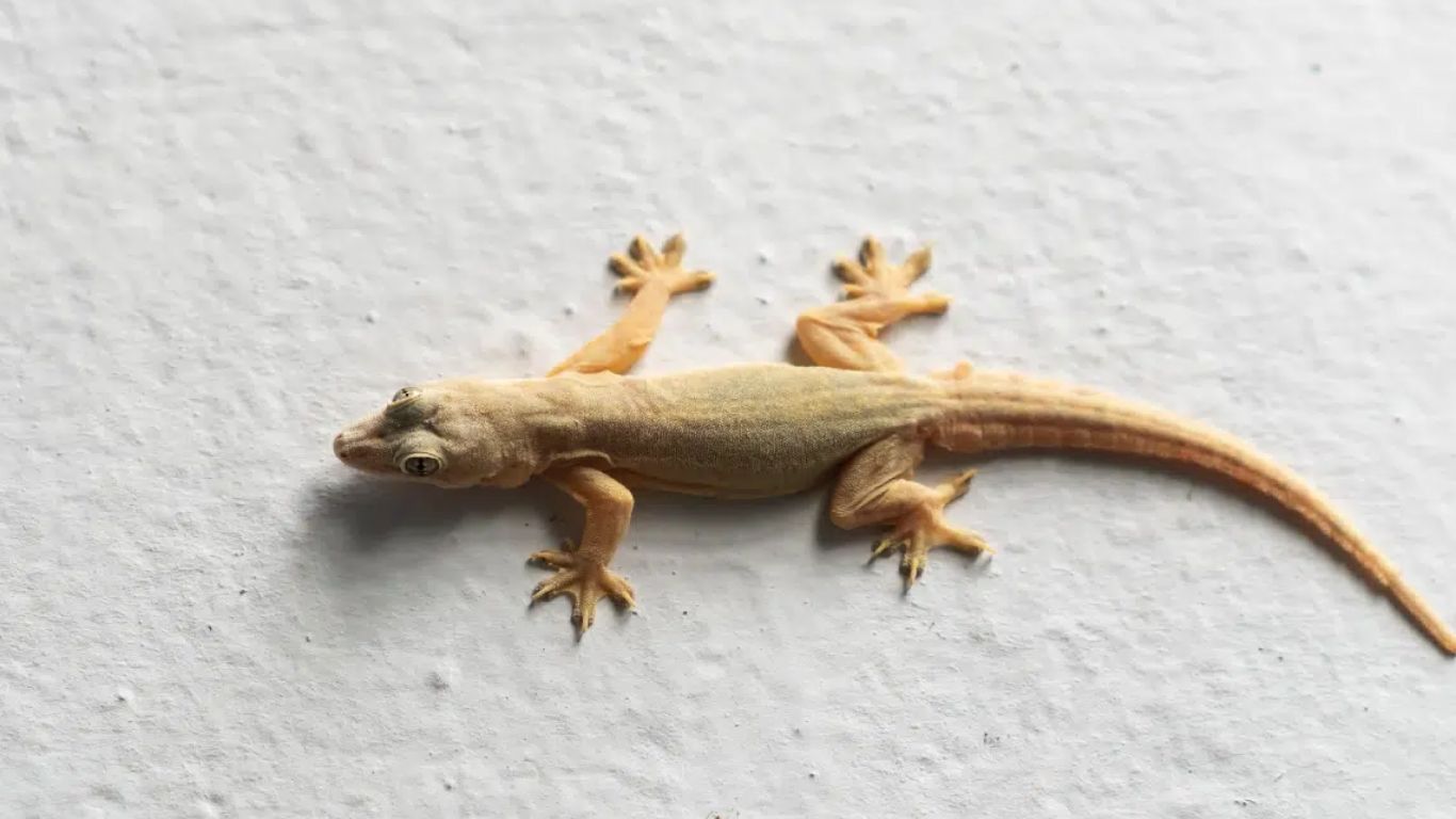 Lizard in Mouth: నోట్లో బల్లిపడి బాలుడు మృతి.. అసాధ్యం అంటోన్న జంతు నిపుణులు!