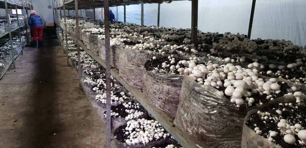 Mushroom Farming Is Done Indoors