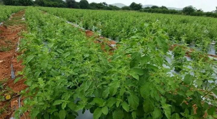 Business Idea: ఈ మొక్కను నాటండి.. కోటీశ్వరులు అవ్వండి..