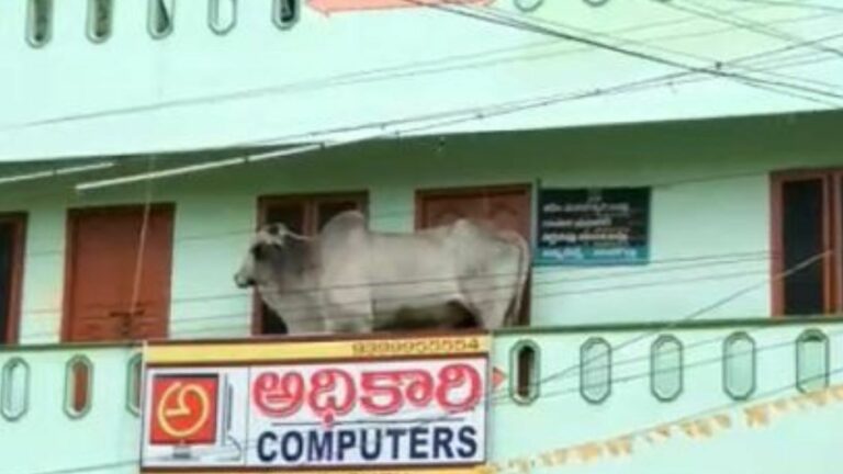 Bull Viral Video: వర్షాలకు తట్టుకోలేక.. బిల్డింగ్‌పైకి ఎక్కిన ఆంబోతు! వైరల్ వీడియో