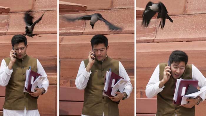 APP vs BJP: పార్లమెంట్‌ ఆవరణలో ఎంపీపై కాకి దాడి.. బీజీపీ-ఆప్‌ మధ్య ట్వీట్ వార్..