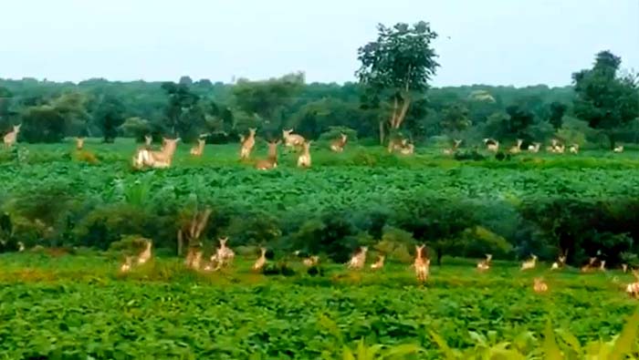 Sangareddy Deers