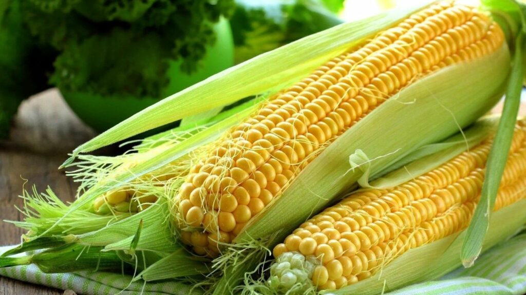 Sweet Corn Benefits