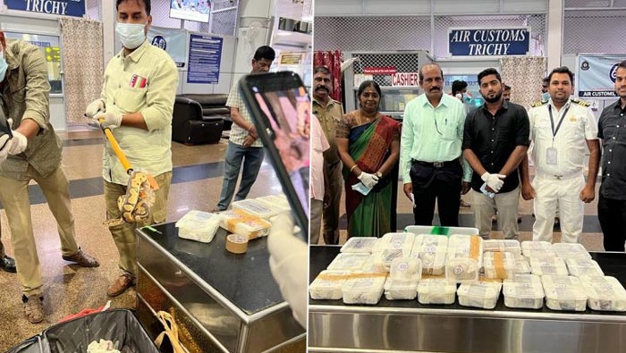 TmilNadu Air Port: బ్యాగులో కొండ చిలువలు.. ఎయిర్‌ పోర్టులో అరెస్టు