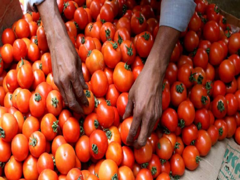 Tomato In Online : త్వరలో సబ్సిడీతో ఆన్‌లైన్‌లో టమోటాలు..?