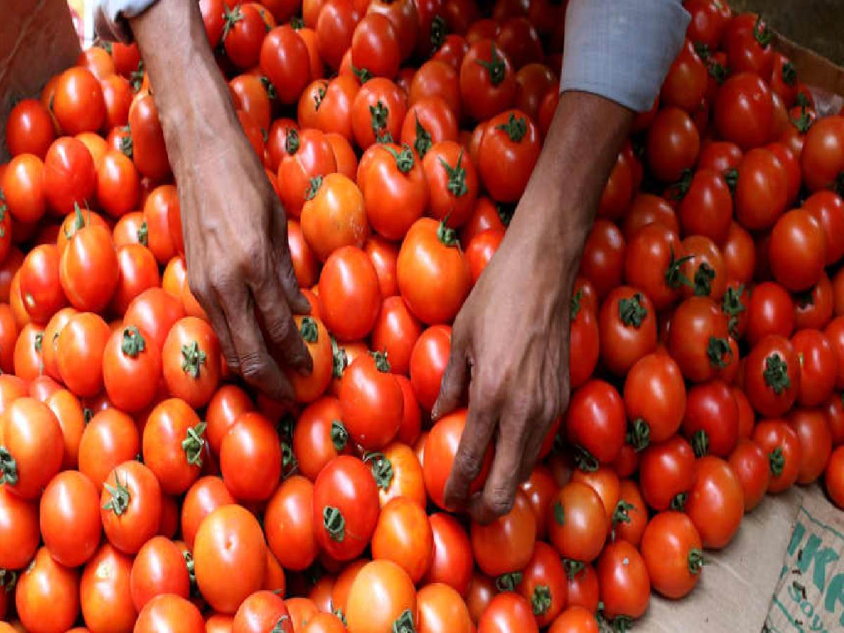 Tomato In Online : త్వరలో సబ్సిడీతో ఆన్‌లైన్‌లో టమోటాలు..?