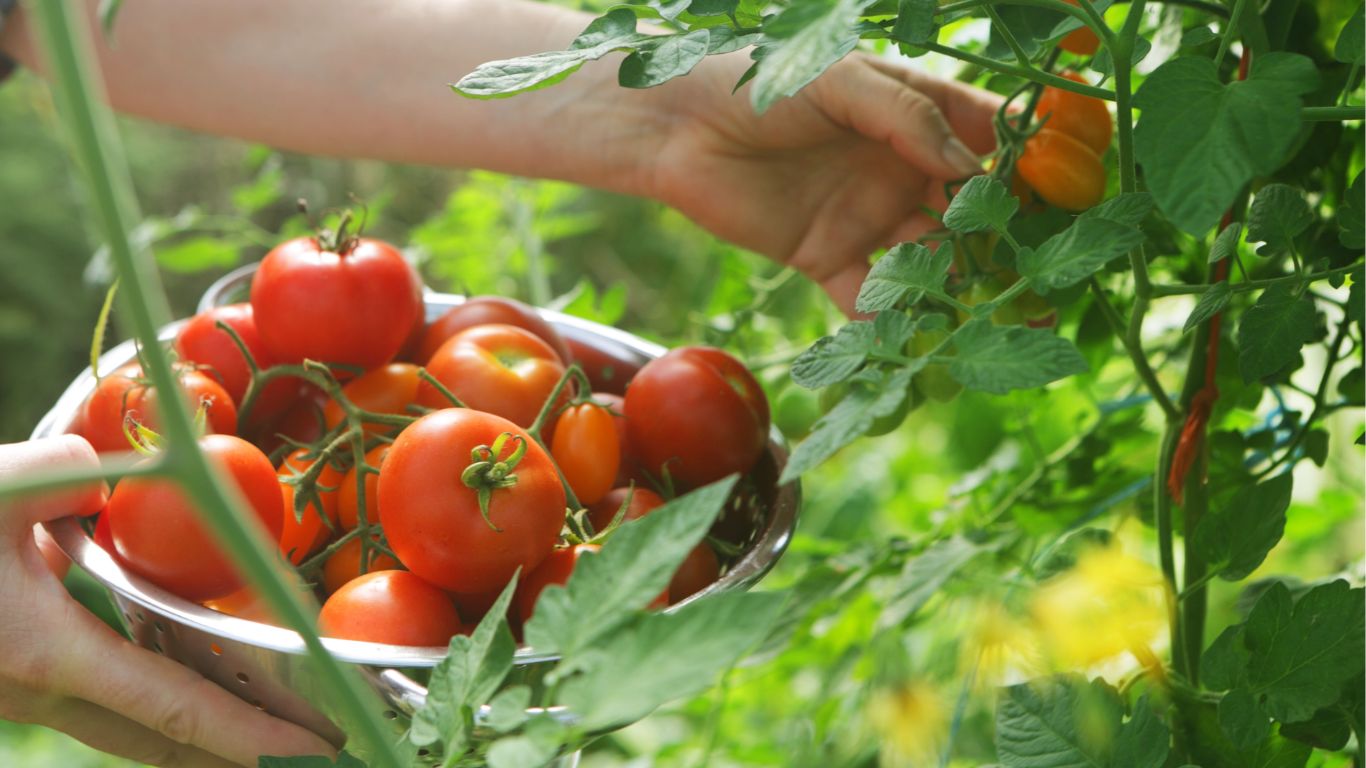 Tomatoes For Flight Bookings: ఫ్లైట్‌ టికెట్‌ బుక్‌ చేసుకుంటే.. టమాటాలు ఫ్రీ!