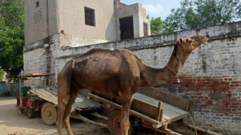 UP Camel Attack: ప్రేమగా పెంచుకున్న ఒంటె.. యజమాని ప్రాణాలనే తీసేసింది!