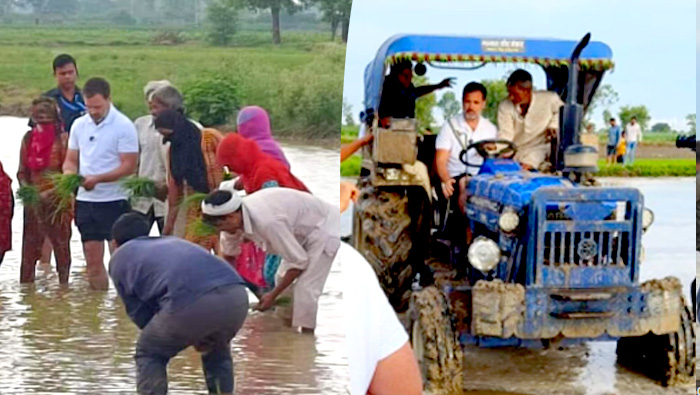 Rahul Gandhi: కూలీగా మారిన కాంగ్రెస్ అధినేత.. పొలంలో నాటు వేస్తూ రాహుల్ గాంధీ