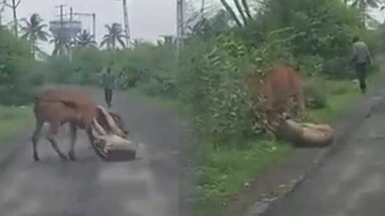 Lion Cow Viral Video: ఆవును కాపాడుకునేందుకు సింహానికి ఎదురెళ్లిన రైతు.. నీ ధైర్యానికి పెద్ద హ్యాట్సాఫ్ బాసూ!