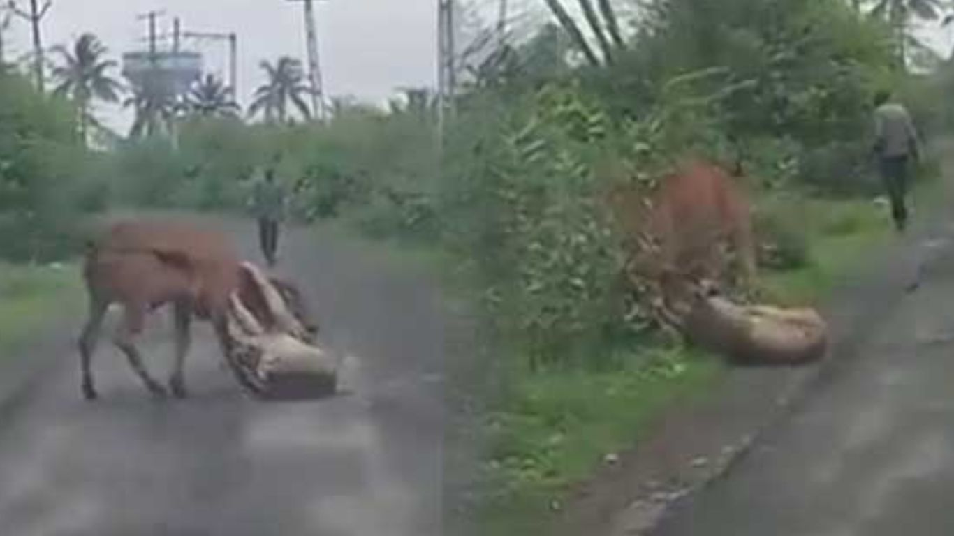 Lion Cow Viral Video: ఆవును కాపాడుకునేందుకు సింహానికి ఎదురెళ్లిన రైతు.. నీ ధైర్యానికి పెద్ద హ్యాట్సాఫ్ బాసూ!