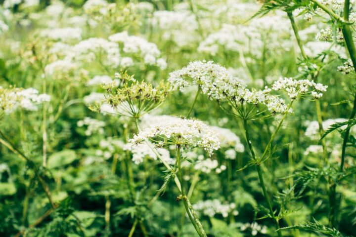 Ajwin Plants