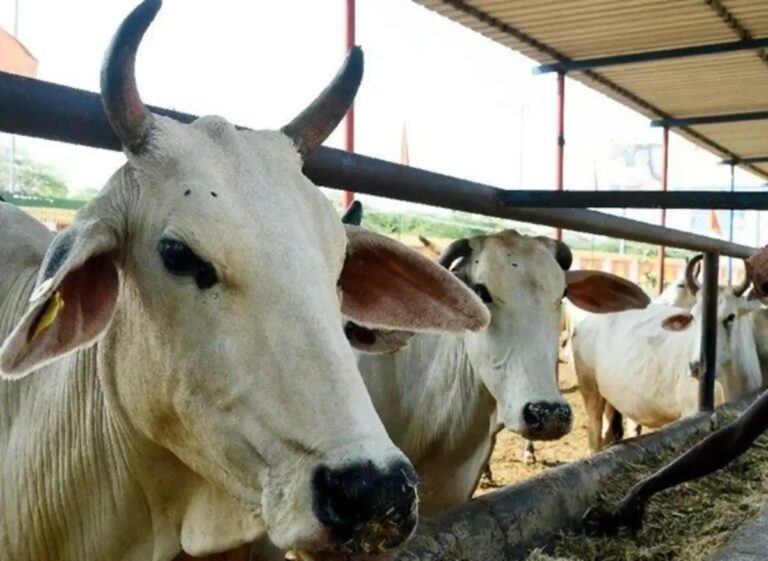 Animal Diseases : వర్షాకాలంలో జీవాలకు వచ్చే వ్యాధులు.. నివారణ చర్యలు..