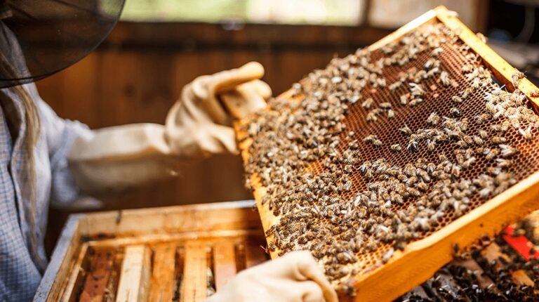 Beekeeping: తేనేటీగల పెంపకం వల్ల లాభాలు వస్తాయా?