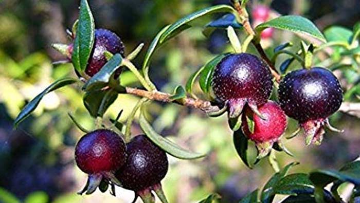 Black Guava : నల్ల జామతో మధుమేహానికి శాశ్వత పరిష్కారం..!