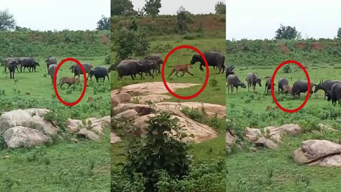 Buffaloes: పులిని చంపిన గేదెలు.. ఐకమత్యమంటే ఇదేరా..!