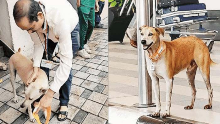 Identification Card: మనుషులకు లాగానే కుక్కలకు గుర్తింపు కార్డు.. ఏందయ్యా ఇది