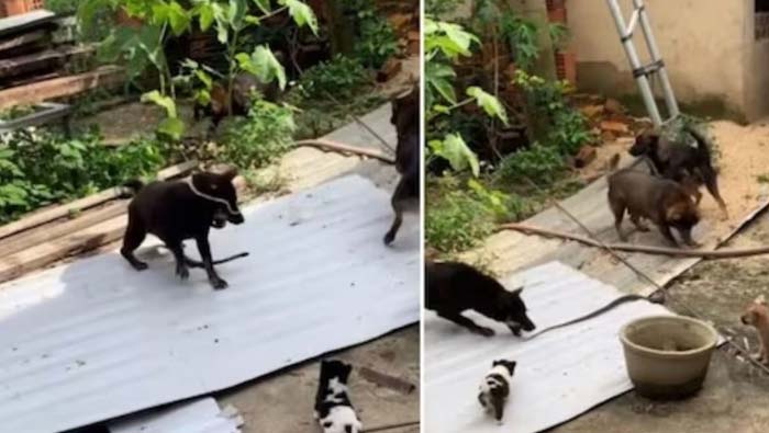 Shocking Video: పామును కొరికి చంపుతున్న కుక్కలు.. చూస్తే షాకవుతారు..!