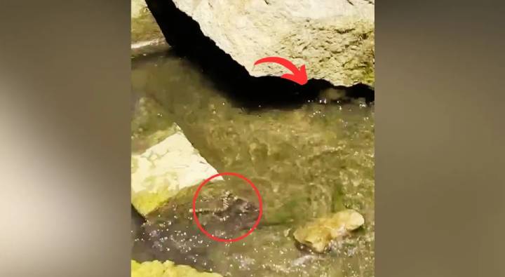 Ever Seen Turtle Eating Snake This Viral Video Will Blew Your Mind