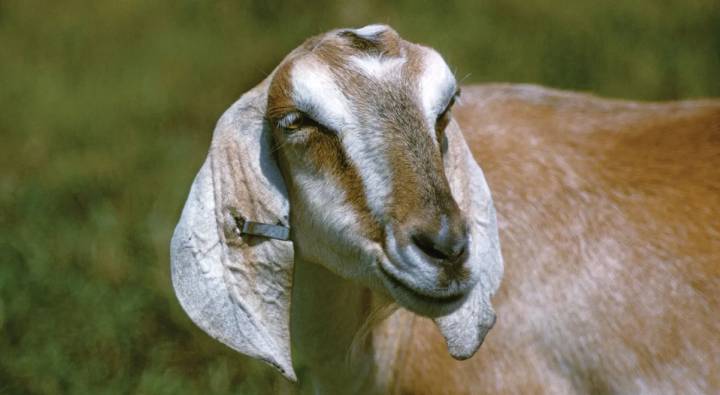 Goat Eye: బలి కోసం తెచ్చిన మేక కన్ను.. మనిషిని చంపింది.. ఎలానో తెలిస్తే బిత్తరపోతారు