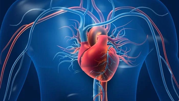 Heart: గుండె బలంగా ఉండాలంటే ఈ ఆహారాలను తినండి..!