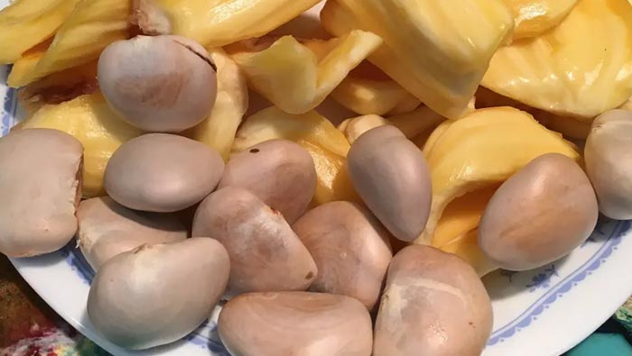 Jackfruit Seeds : మీరు కూడా పనస గింజలను చెత్తబుట్టలో వేస్తున్నారా? అయితే.. ఇది తెలుసుకోండి..!