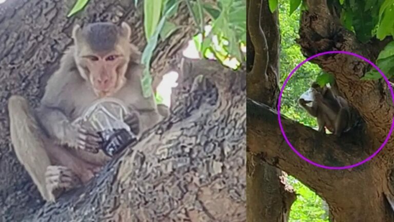 Viral Video : మందు కొడుతూ కెమెరాలకు పోజులిచ్చిన కోతి.. బాబోయ్ మామూల్ది కాదు..