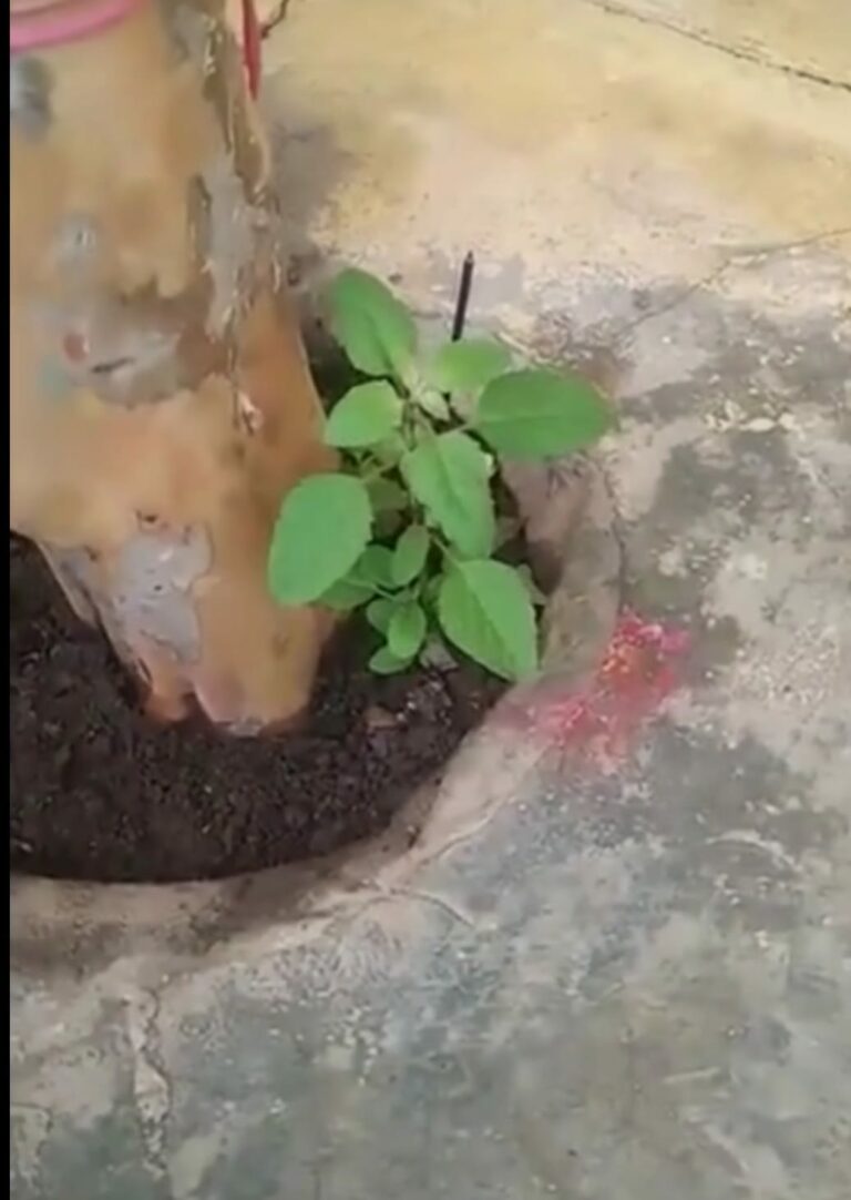 Viral Video: కదులుతున్న తులసి చెట్టు.. చూసేందుకు ఎగబడుతున్న జనం..