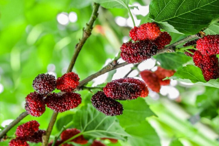 Mulberry Fruits Farming : తక్కువ ఖర్చుతో ఎక్కువ లాభాలను పొందే మల్బరీ సాగులో మెళుకువలు..