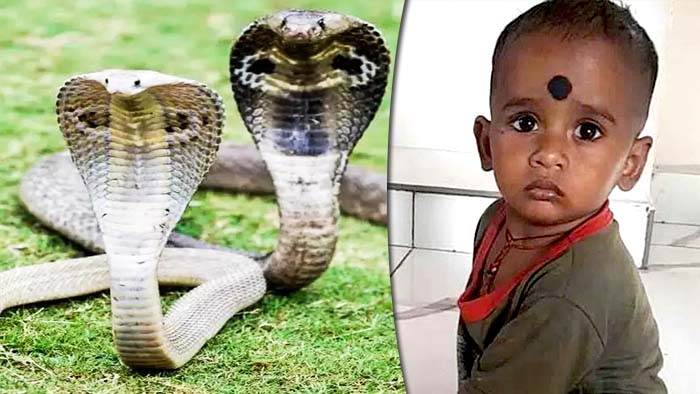 Nizamabad: అయ్యో దేవుడా.. పాముకాటుతో మూడేళ్ల చిన్నారి మృతి