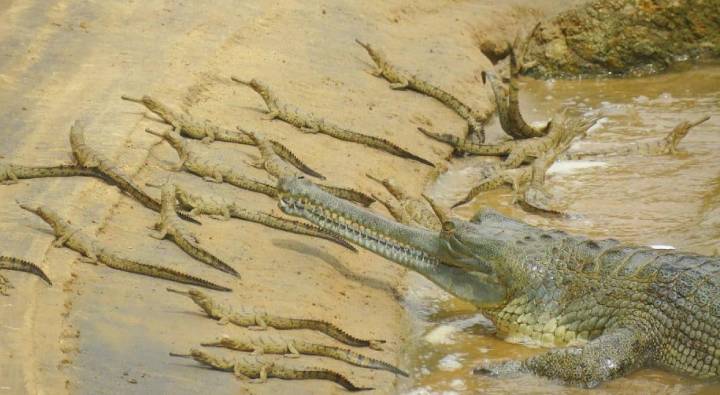 Crocodiles : 6 ఎలిగేటర్లు, 6 మొసళ్లకు అమెరికా అర్డర్.. భారత్ ఏం చేయబోతోంది?