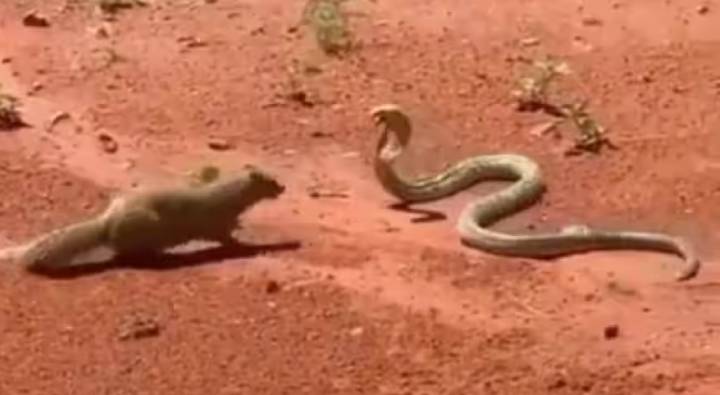 Viral Video: పాము ముంగిసల పోరంటే మామూలుగా ఉండదు మరి..