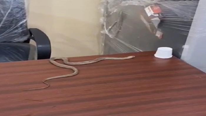 GHMC: పట్టించుకోవడం లేదని పాముతో నిరసన