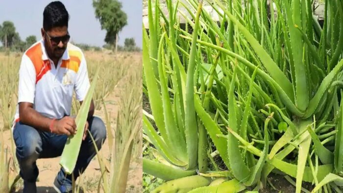 Success Story: ప్రభుత్వ ఇంజనీర్ ఉద్యోగం వదిలేసి..కలబంద సాగు చేస్తూ కోట్లు సంపాదిస్తున్న రైతు..