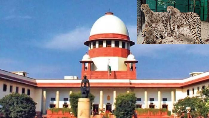 Supreem Court: చీతాల మృతిపై సుప్రీం ఆందోళన.. కేంద్రంపై సీరియస్
