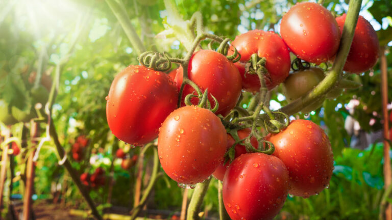 Tomato Cultivation:  టమోటా పంటను ఏ కాలంలో వేస్తే మంచి లాభాలు వస్తాయో తెలుసా?