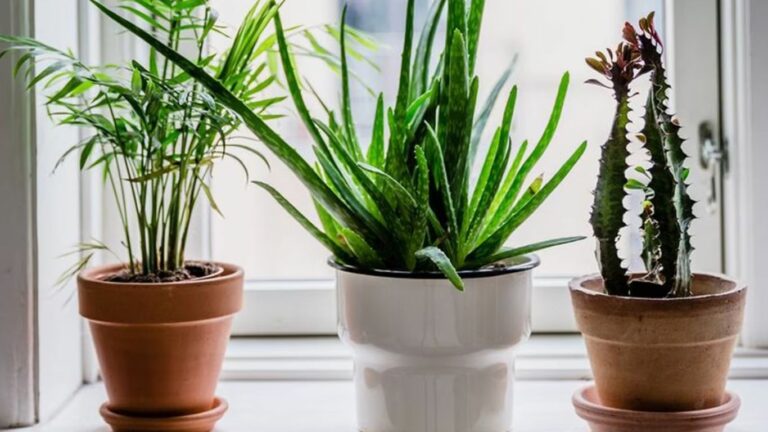 Home Vastu Tips: ఈ మొక్కలు ఇంట్లో అస్సలు పెంచకూడదు.. డబ్బు రాకను అడ్డుకుంటాయి!