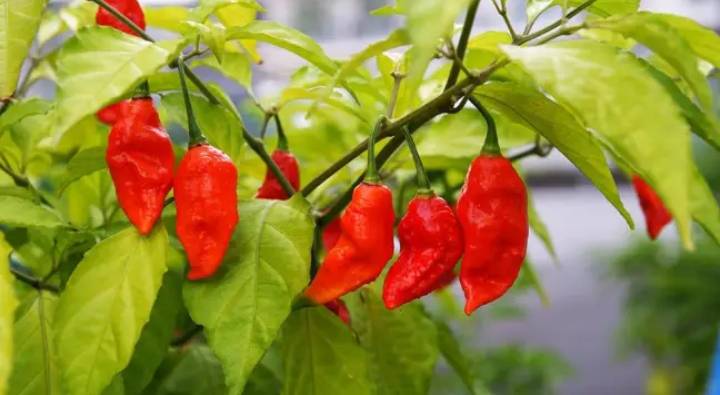 Bhut Jolokia