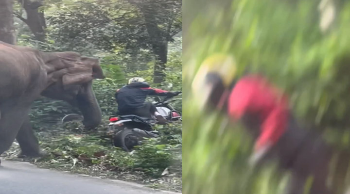 Elephant Tries to Attack Biker: బైకర్ మీద దాడి చేయబోయిన ఏనుగు.. కారణం అదే