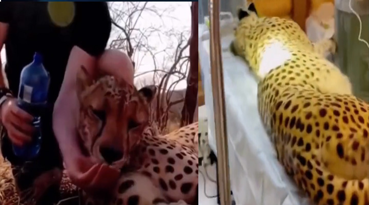 Viral video: ప్రాణాపాయంలో ఉన్న చిరుతను కాపాడిన వ్యక్తి.. చివరికి అది ఏం చేసిందంటే?