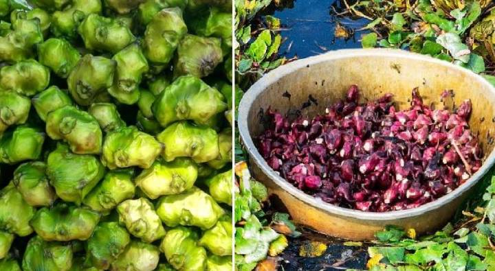 Chestnut Farming: అధునాతన వ్యవసాయంతో ఏటా 15లక్షల లాభం.. రైతు ఏం పండిస్తున్నాడో తెలుసా?